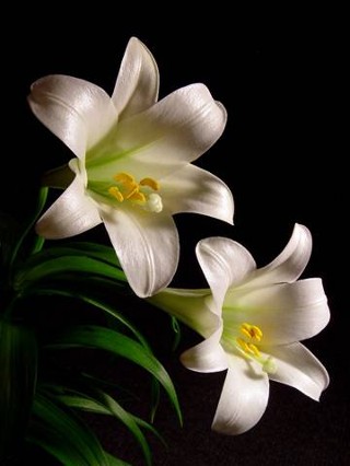 Easter-Lily